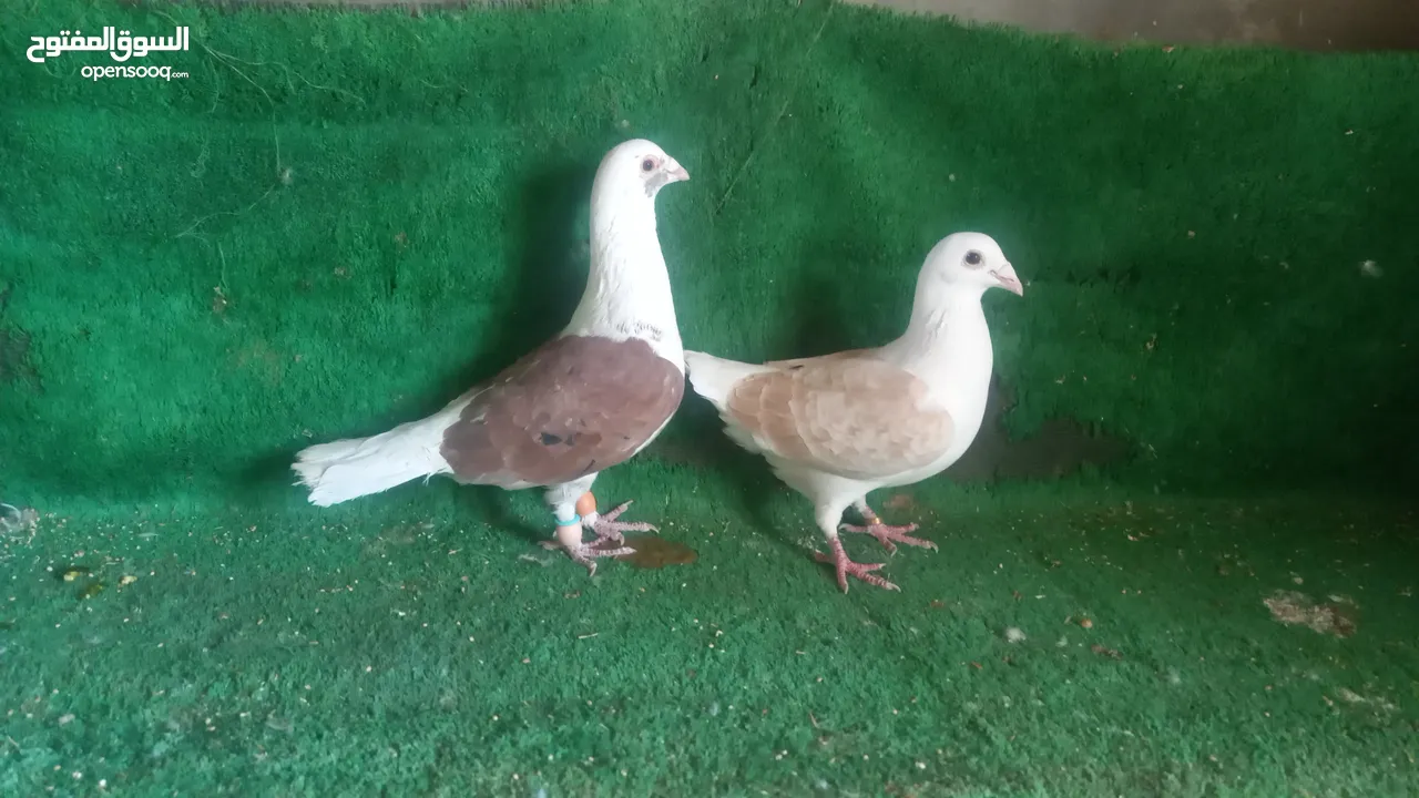 ثلاثه جواز شغاله البدل على طيور حب