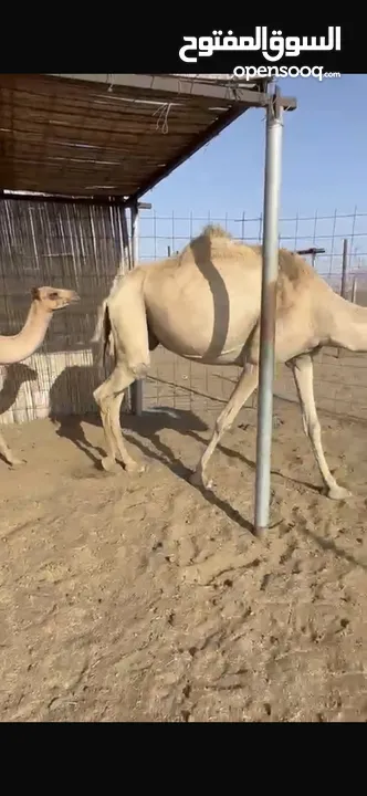 ناقه مع ولدها