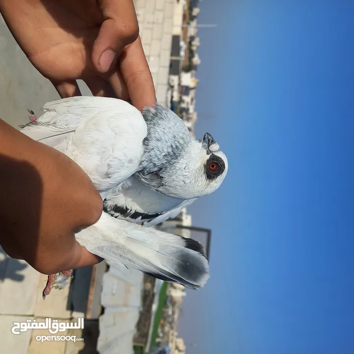 حمام كش  نضيف