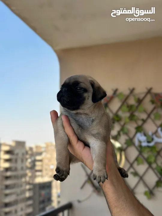 جراوي بج، pug puppies