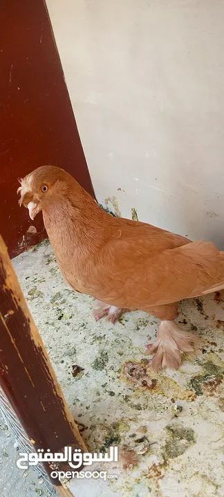 حمام للبيع