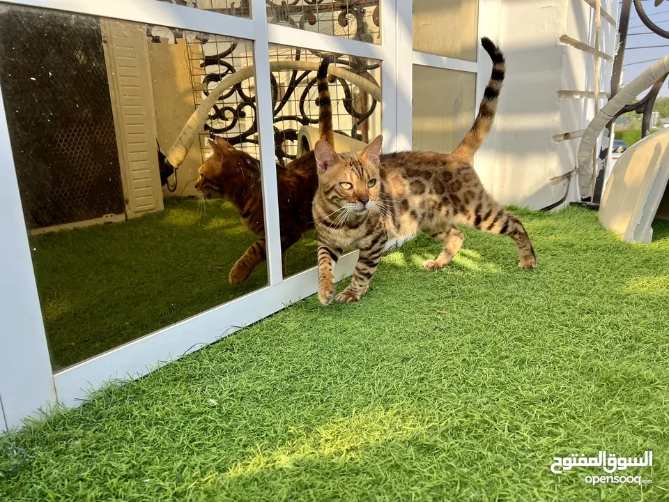 Bengal pure cat female قط بنغال انثى بيور