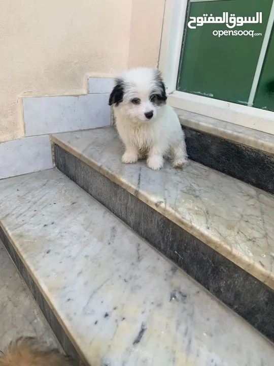 Maltese male  5 months old very friendly