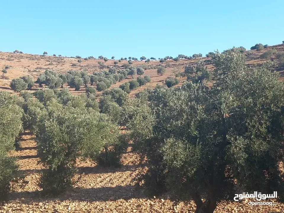 جرش  ثغرة عصفور  الغربيه