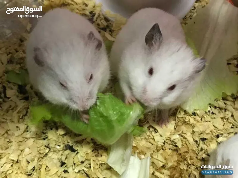 هامستر ابيض سوري