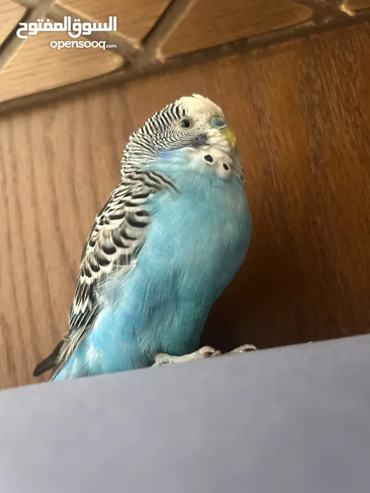 طائر حب نادر أليف  A rare love bird