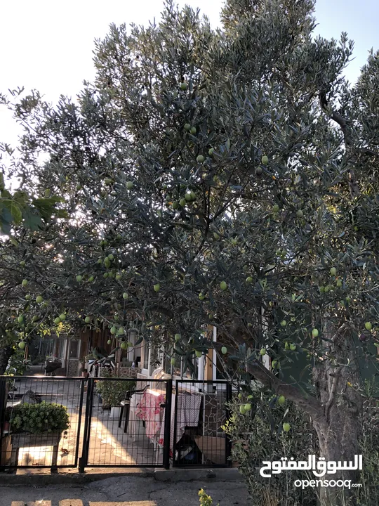 Town House with stunning view at the seaside in a garden with olive trees