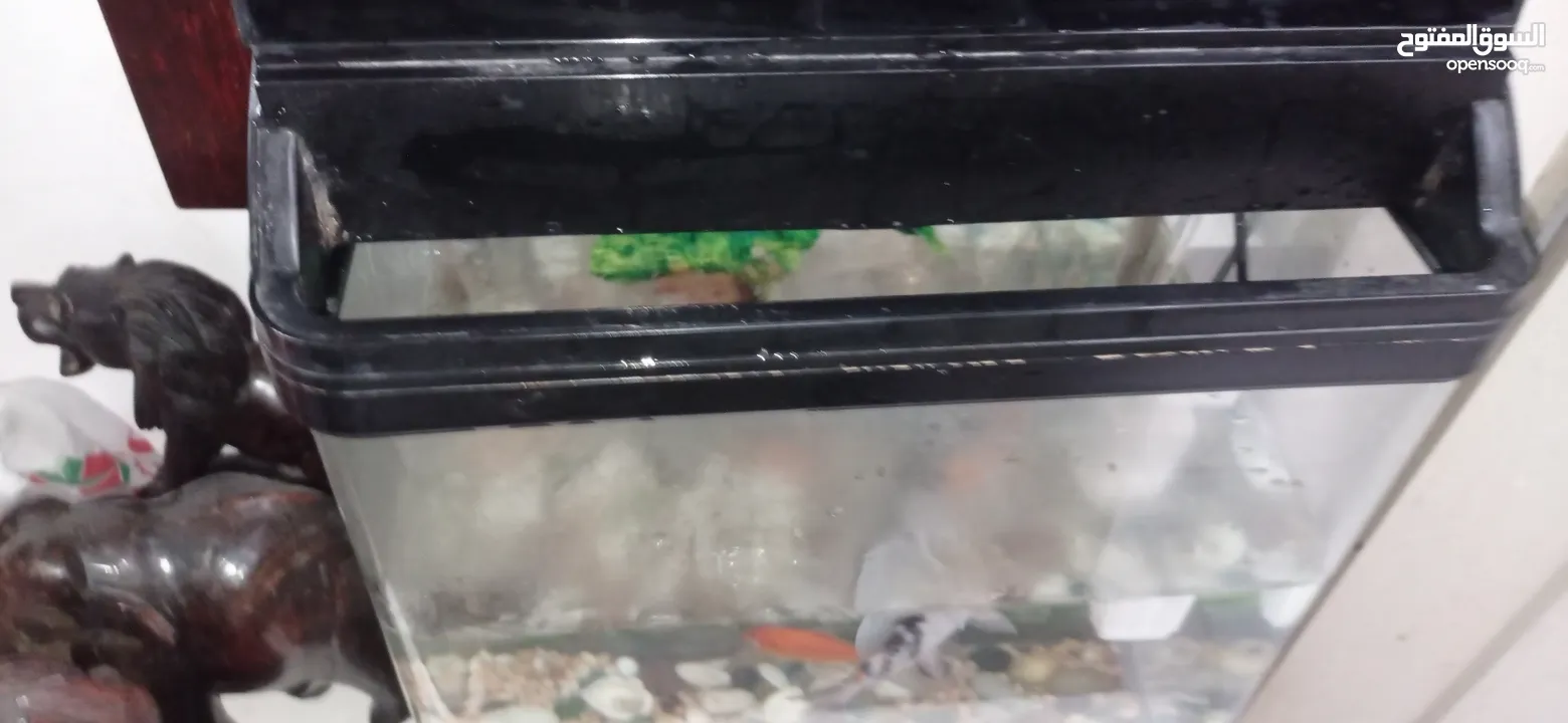 Fish water tank and pump and   2 Fish for sale