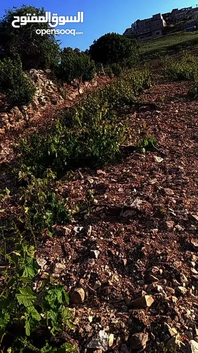 ارض مزروعه