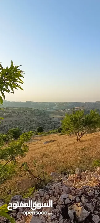 مزرعه  صغريه راقيه على قمه جبل مطله للغرب كوشان مستقل بسعر مميز جدا منطقه مزراع راقيه
