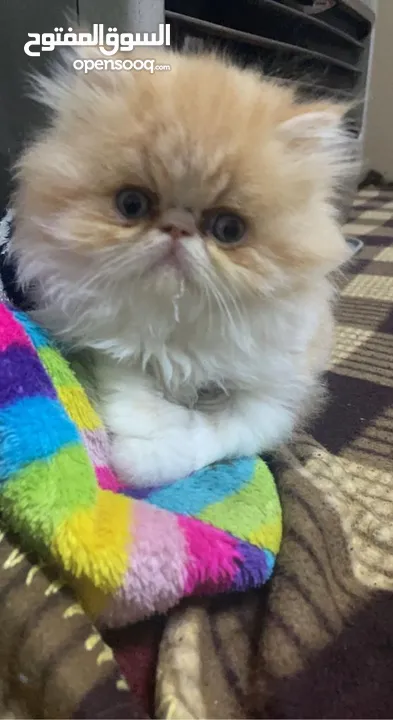 قطط للبيع في عمان : قطط أخرى : عمان المقابلين (205522390)