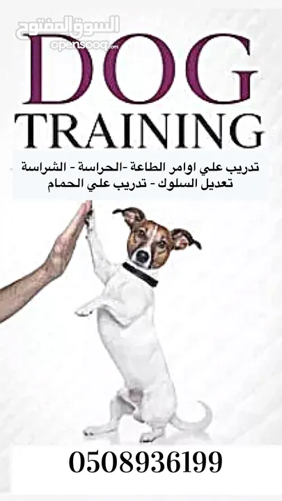 خدمة تدريب الكلاب آفضل النتآئج و آقل الأسعار