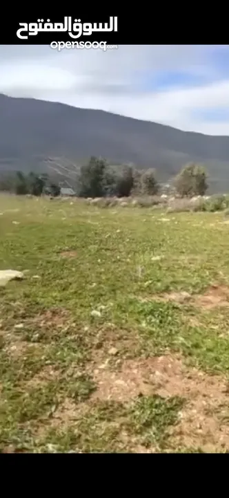 بيع ارض بالنصاريه جيدة وممتازه وقابله للزراعه والسكن