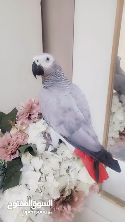 Talking African Grey 1 year with papers