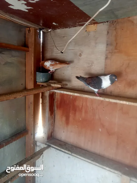 حمام كش وزق للبيع او للبدل على عصفير