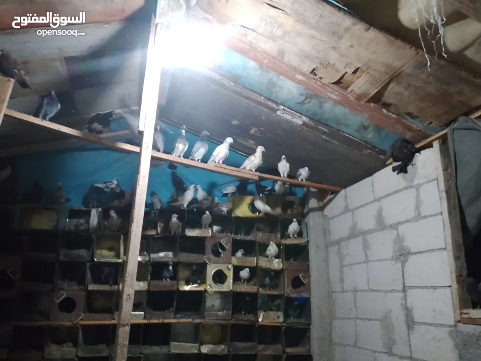 حمام للبيع + حبش عدد واحد فرنسي