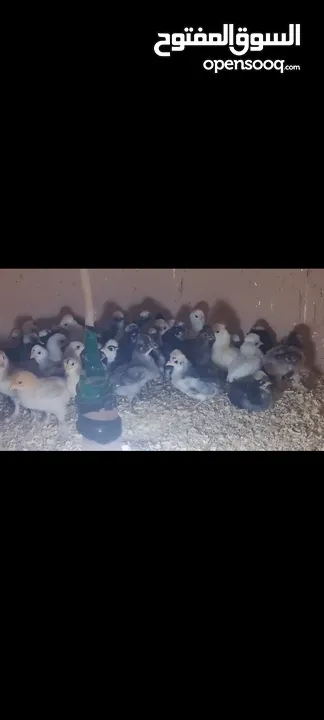 صيصان فرح ذيبا عمر من اسبوع لغايه شهرين ويوجد صيصان براهمي بف عمر شهرين