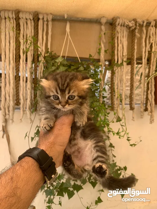 قطط سكوتش فولد وستريت العمر شهرين للبيع