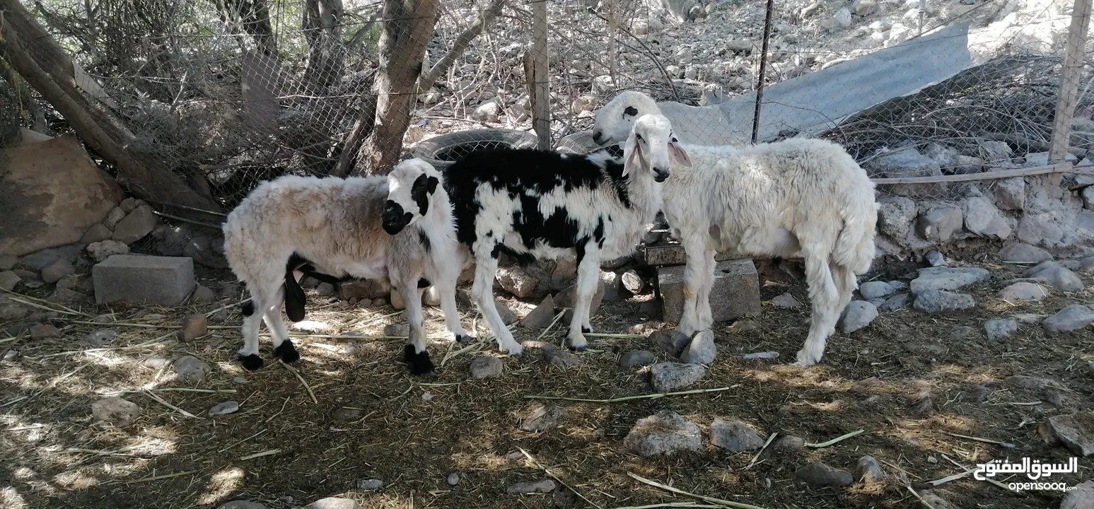 للبيع كبشان 2نجديات و1عماني العد 3 ماشاء الله تبارك الحلال سمين ومحصن