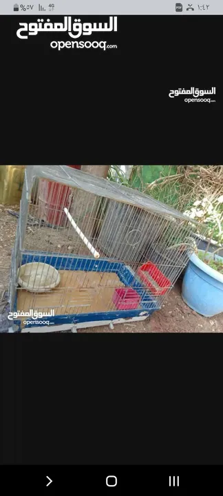 كنار وحمام واقفاص بسعر مغري