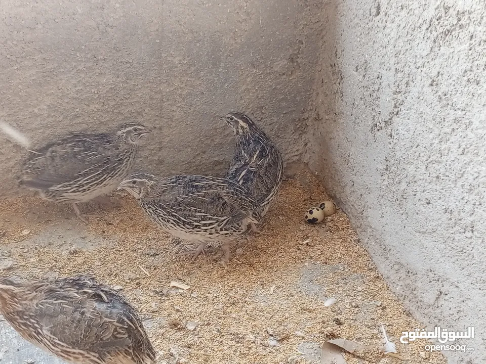 فربات للبيع ....
