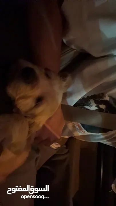 puppy Golden Retriever جرو جولدن رتريفر