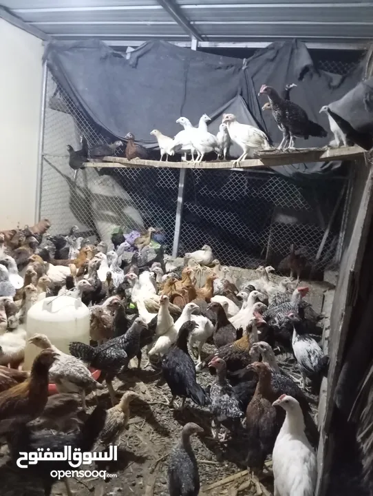 دجاج عمانيات لحبه ريال جاهزات لذبح او تربيه