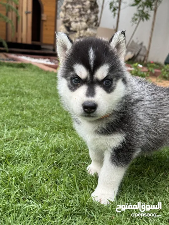 Top line husky puppies from Microchipped parents and Passport