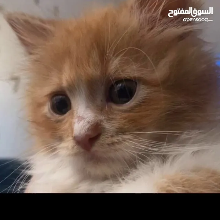 قطه للبيع النوع(برتش)