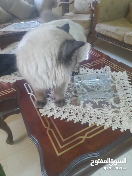 قط هملايا شكلت ذكر