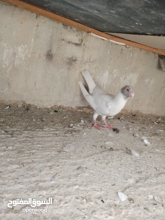فرخ مسود قراقطه للبيع