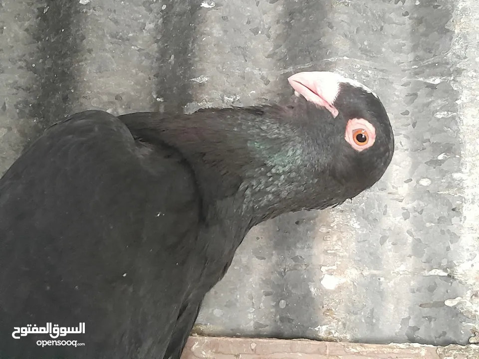 متاح  جواز  حمام الماني  كلو شغال جوز بلوني احمر تحته بيض وطيره مزهوراي حمره مع فرخها  وطيره مسوداي