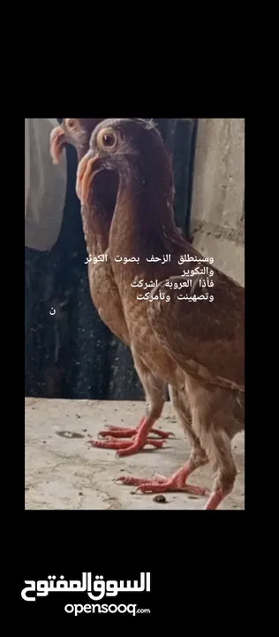 مجموعه بغادنه معاكييف وفحل مسود