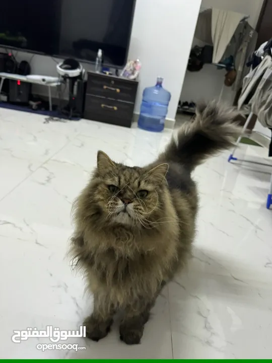 Persian Cat Free to a Loving and Kind Home