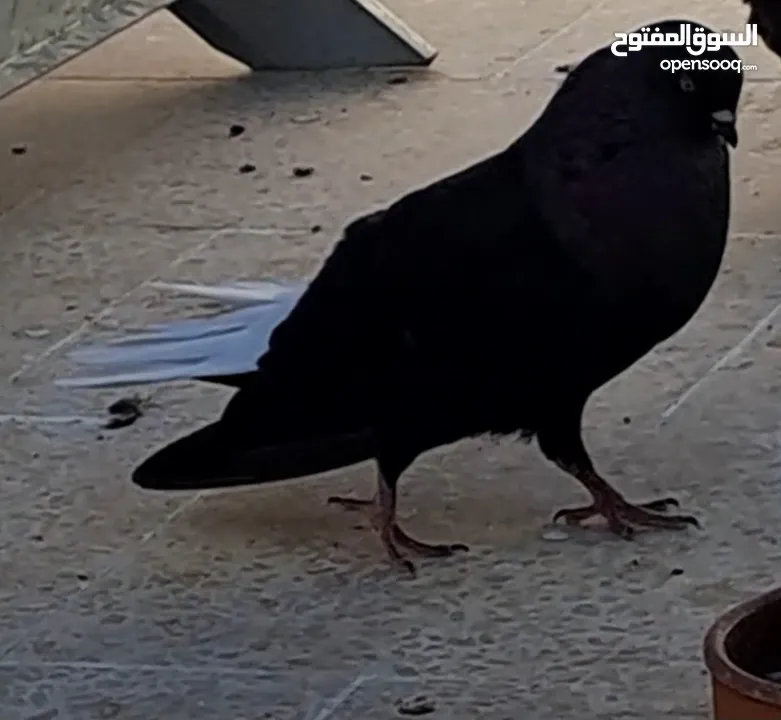 نوري اسود جميل