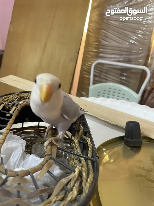روز طفرة اوبلاين نهدي