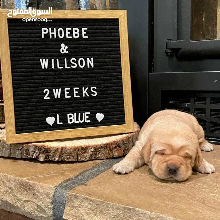جولدن ريتريفر بريطاني آصلي  Golden retriever pure اعلى مستوى في الشرق الاوسط
