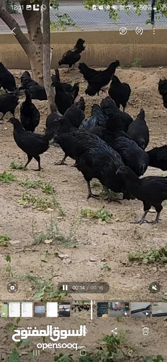 Gulf Cemani Chicken Farm