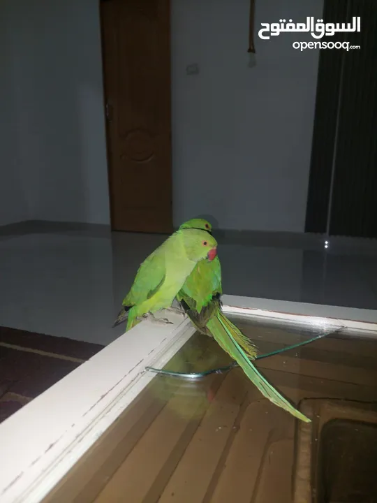 ببغاء درارة  هندي كوكو عمر سنة وريكو عمر سنة ونص اليف ولعوب ومدرب وصحتو جيدة جدا ومرح بلعب بالبيت .