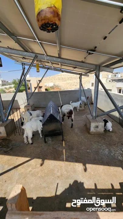 عنز للبيع الهاشمية