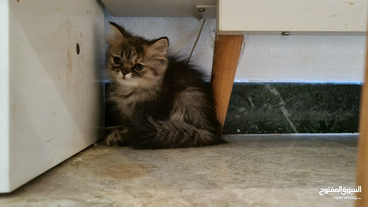 Female Turkish kitten/ قطه تركيه