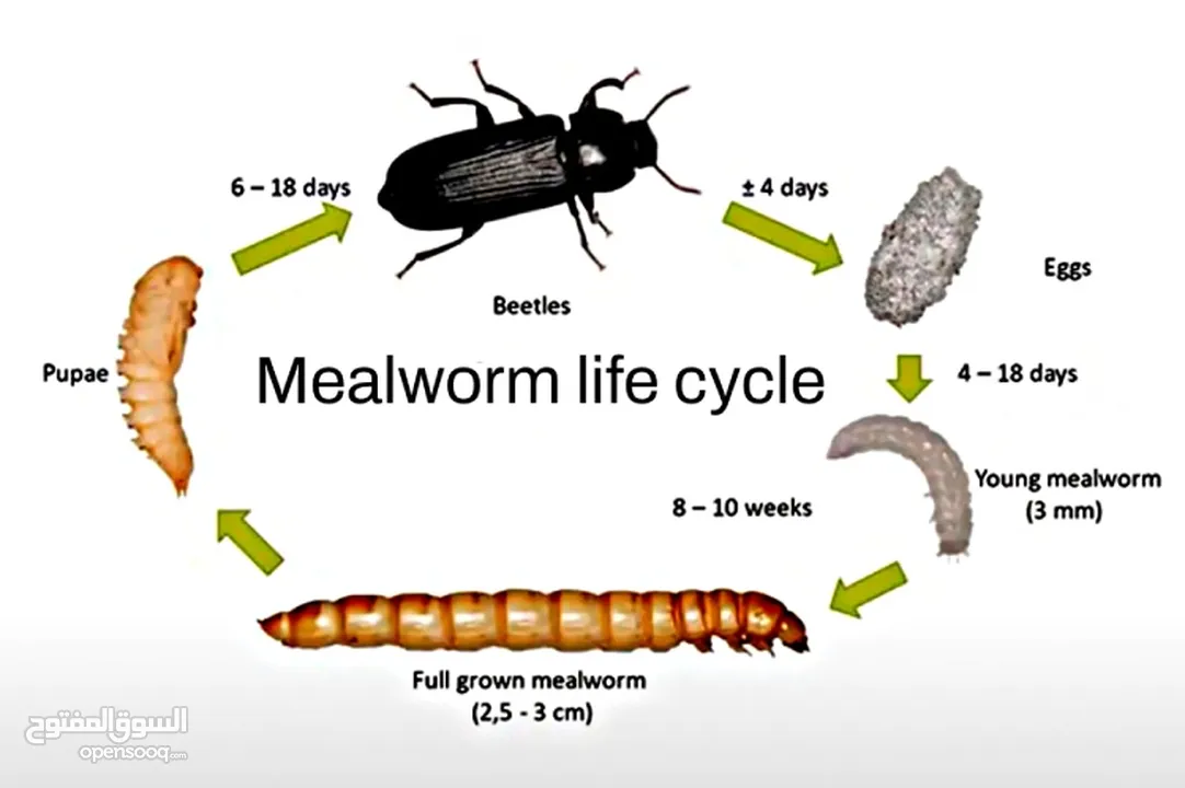 دود قبابي /ميل ورم /Mealworm