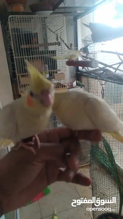 Cockateil chicks : small  and big chicks for hand taming