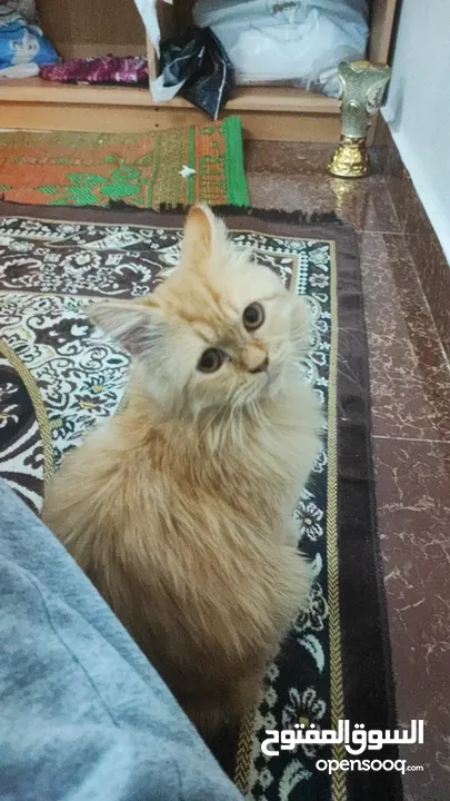 قطة شيرازية اليفه و نشطة