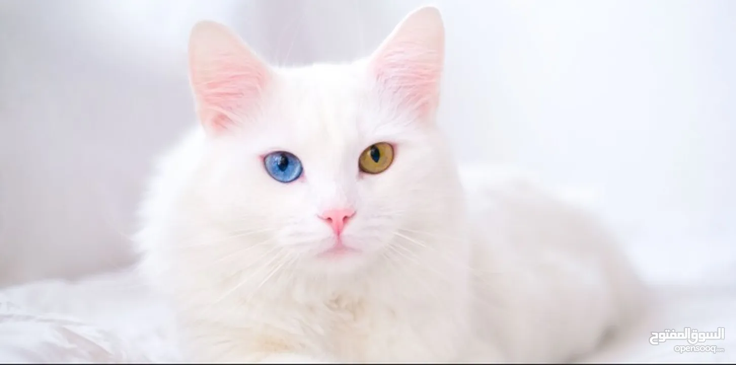 قطه شيرازي ابيض عيونه زرقاء سكني