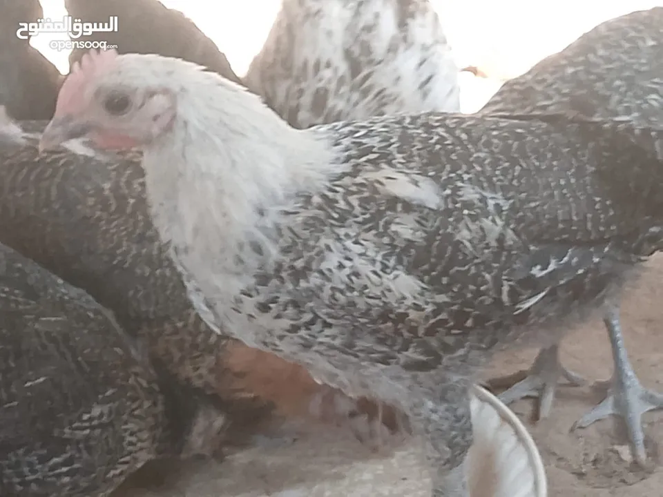 فراخ للبيع