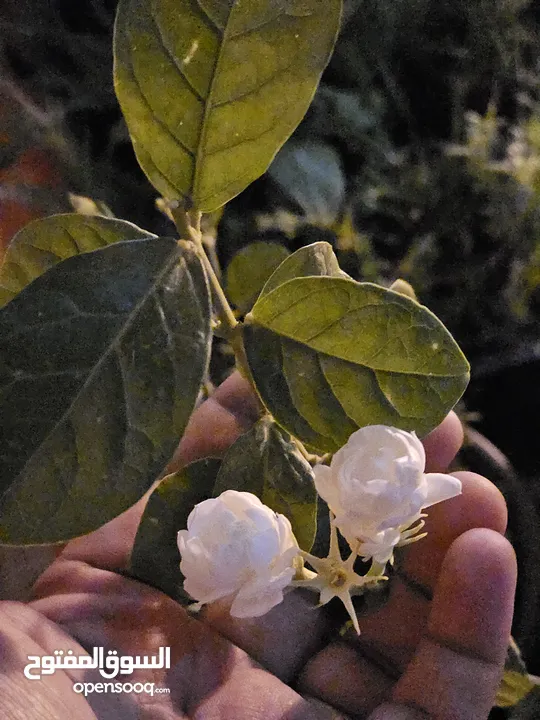 jasmine live plant for sale with flowers