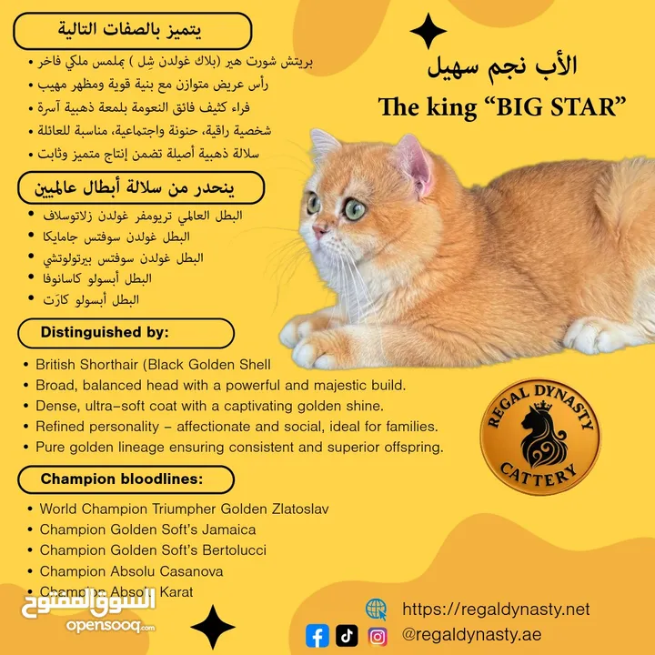 High-level British Shorthair kittens with pedigree