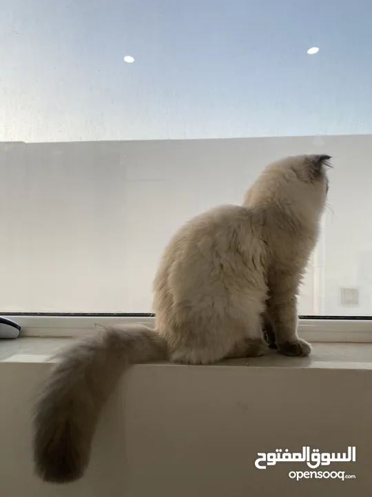 قطة هيمالايا