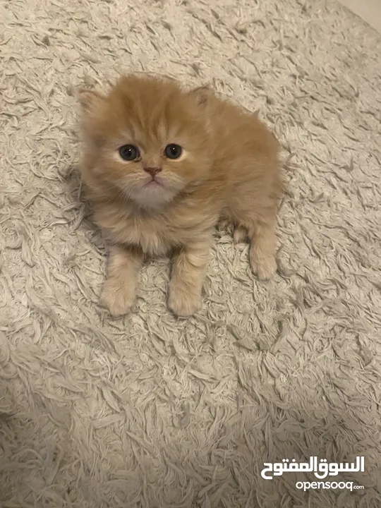 قطط Kitten
